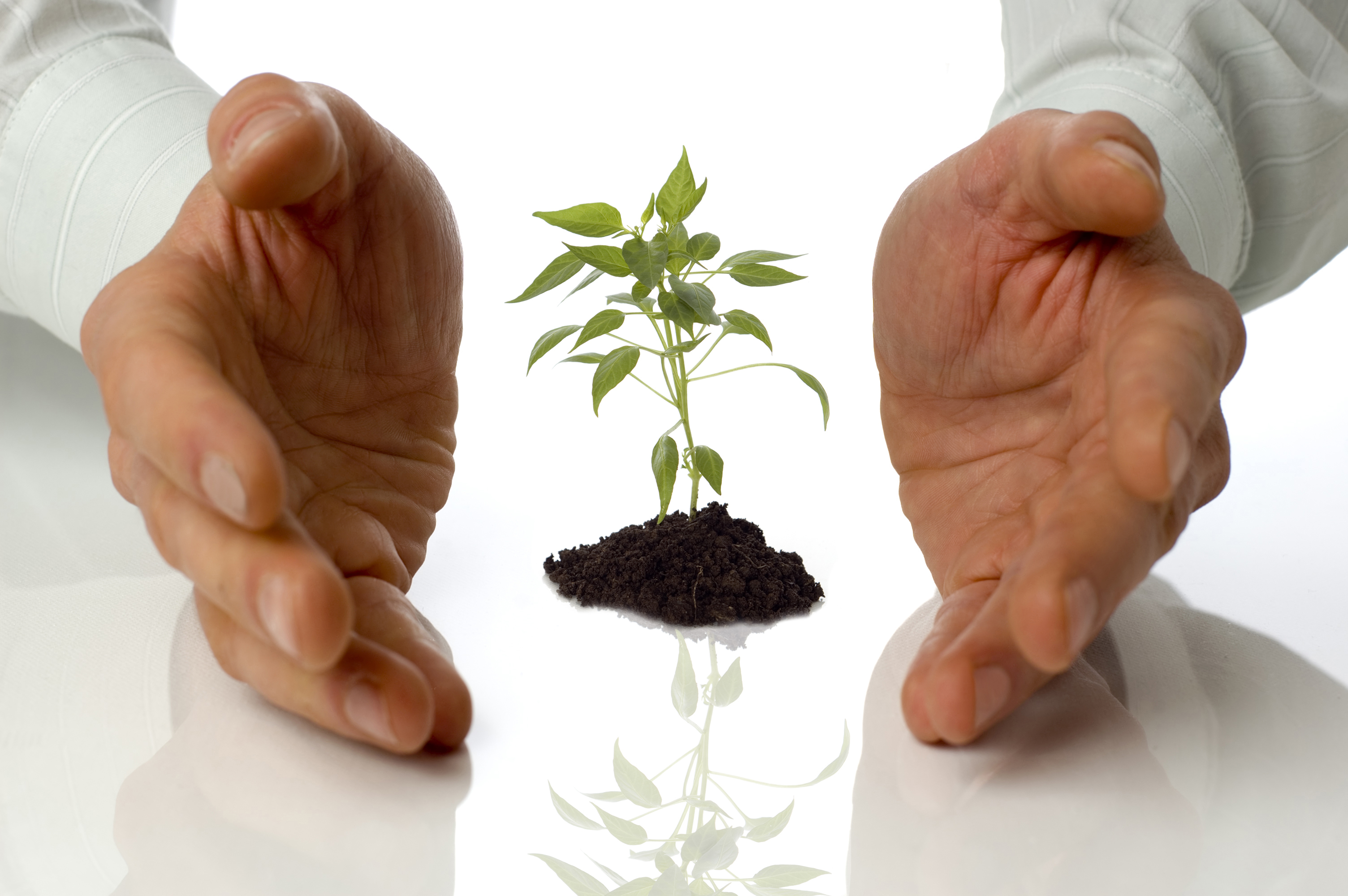 Mymentor Software Pic